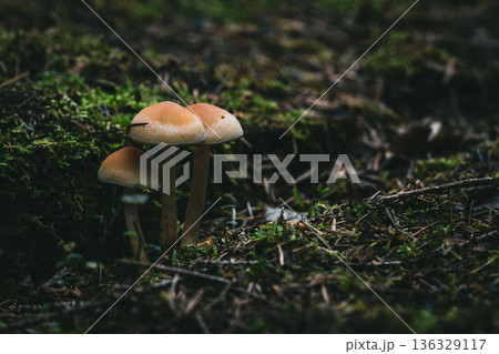 Moody Forest Floor Mushrooms Cluster Among Moss With Shallow Depth Of Field Moody Forest Floor Mushrooms Cluster Among Moss With Shallow Depth Of Field 136329117