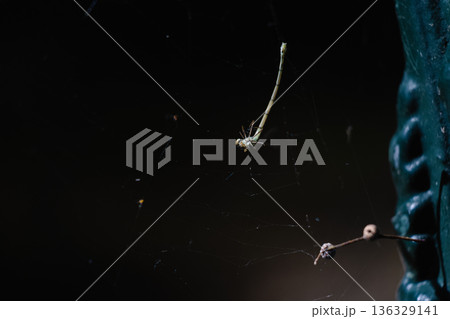 Dragonfly Trapped in Spider Web with Dark Background Close View 136329141