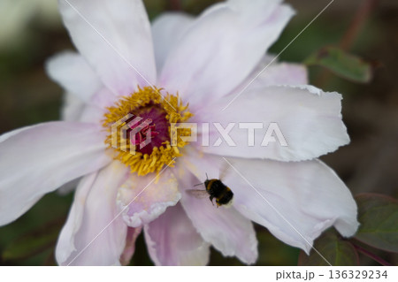 Bumblebee Hovers Near Delicate Pink Peony in Natural Garden Setting Bumblebee Hovers Near Delicate Pink Peony in Natural Garden Setting 136329234