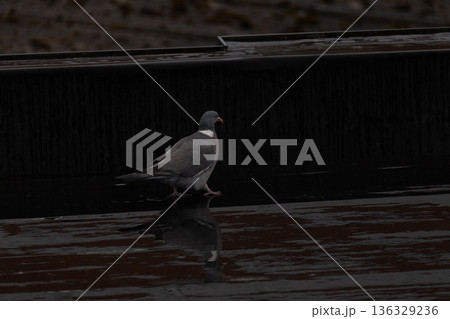 Solitary Pigeon Reflecting on Wet Urban Rooftop in Dim Light Solitary Pigeon Reflecting on Wet Urban Rooftop in Dim Light 136329236