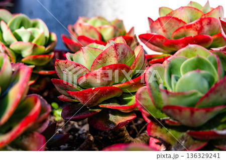 Vibrant Red and Green Succulent Plants in Sunlit Garden Close-Up 136329241