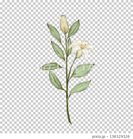 White lily flower branch isolated on white background, hand-painted watercolor elegant floral clip art perfect for branding, packaging, invitations, stationery, posters, modern decorative design White lily flower branch isolated on white background, hand-painted watercolor elegant floral clip art perfect for branding, packaging, invitations, stationery, posters, modern decorative design 136329326