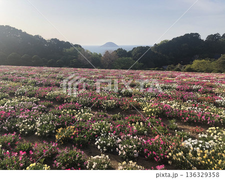 能古島アイランドパークから望む春の花畑と博多湾のパノラマ風景 能古島アイランドパークから望む春の花畑と博多湾のパノラマ風景 136329358