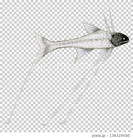 巨型沙丁魚、沙丁魚、深海魚、深海生物、水彩插圖 136329580