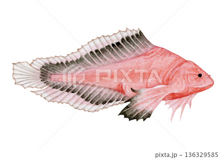 ハゴロモコンニャクウオ　深海魚 深海生物　水彩 イラスト 136329585