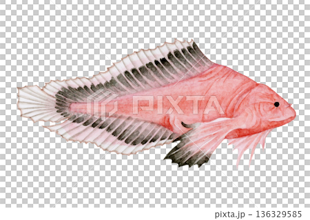 ハゴロモコンニャクウオ　深海魚 深海生物　水彩 イラスト 136329585
