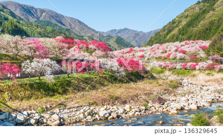 花桃の里 花桃の里 136329645
