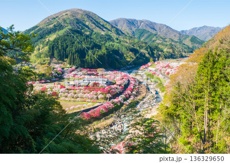 花桃の里 136329650