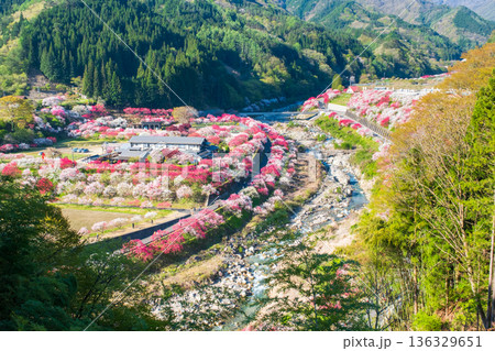 花桃の里 136329651