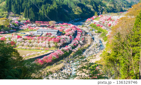 花桃の里 136329746