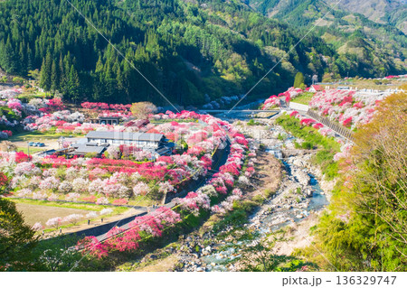 花桃の里 136329747