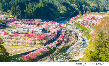 花桃の里 136329748