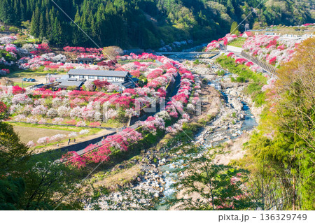 花桃の里 136329749