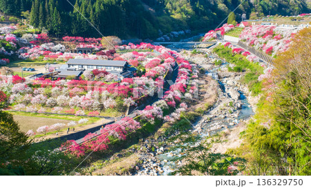 花桃の里 136329750
