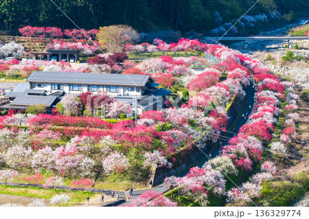 花桃の里 136329774