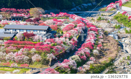 花桃の里 花桃の里 136329778