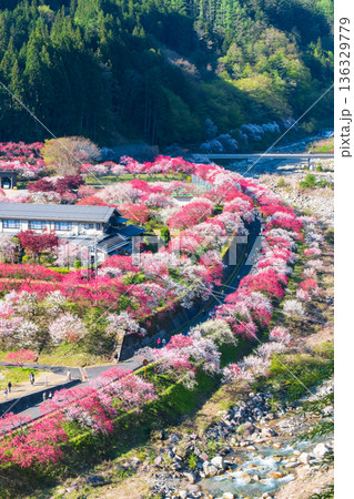 花桃の里 花桃の里 136329779