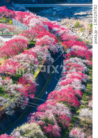 花桃の里 136329782