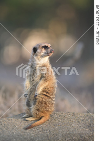 西日の光を全身に浴びるミーアキャット 西日の光を全身に浴びるミーアキャット 136330099