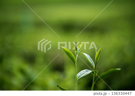 Green tea tree leaves field plant in camellia sinensis organic farm. Close up Tree tea plantations mountain green nature background in morning. Fresh young tender bud herbal Green tea tree in farm 136330447