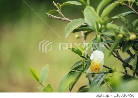 Green tea tree Flower fresh leaves in eco herbal farm. Tree tea plantations in morning sun light. Freshness herbal natural garden farmland. Drinking organic relax. Green tea tree in farm Green tea tree Flower fresh leaves in eco herbal farm. Tree tea plantations in morning sun light. Freshness herbal natural garden farmland. Drinking organic relax. Green tea tree in farm 136330450