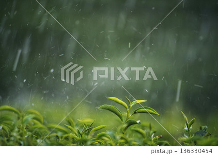 Green tea tree field Garden water hose landscape. Organic farm tender bud herbal Green tea tree in camellia sinensis watering. Close up Fresh Tree tea plantation mountain green nature in herbal farm 136330454