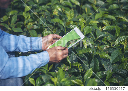 Smart farmer holding smartphone in eco green farm sustainable quality control. Close up Hand control planting tree. Farmer hands cultivated fresh garden in eco biotechnology. Farmland technology 136330467
