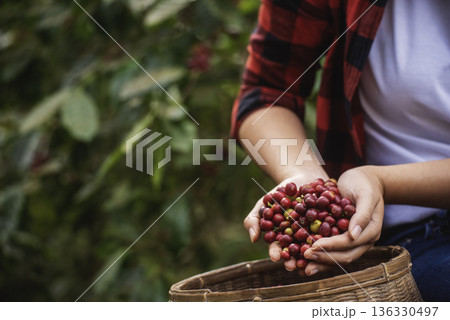 Close up hands harvest red seed in basket robusta arabica plant farm. Coffee plant farm woman Hands harvest raw coffee beans. Ripe Red berries plant fresh seed coffee tree growth in green eco farm Close up hands harvest red seed in basket robusta arabica plant farm. Coffee plant farm woman Hands harvest raw coffee beans. Ripe Red berries plant fresh seed coffee tree growth in green eco farm 136330497