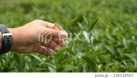 Green tea tree leaves field young tender bud herbal Green tea tree in camellia sinensis organic farm. Close up Fresh Tree tea plantations mountain green nature in herbal farm plant background morning Green tea tree leaves field young tender bud herbal Green tea tree in camellia sinensis organic farm. Close up Fresh Tree tea plantations mountain green nature in herbal farm plant background morning 136330507