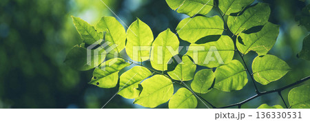 Banner Green leaf background textures ecology garden on tropical rain forest jungle banana leaves palm tree. Greenery nature abstract pattern design element. Green eco environment with copy space Banner Green leaf background textures ecology garden on tropical rain forest jungle banana leaves palm tree. Greenery nature abstract pattern design element. Green eco environment with copy space 136330531