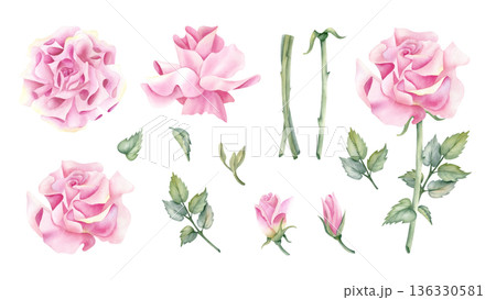 Watercolor set pink rose. Open and closed buds, delicate flower, stem, leaf. Botanical floral illustration isolated clip art. For your design, wedding day, greeting card, packaging, spring decoration. 136330581