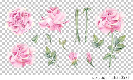 Watercolor set pink rose. Open and closed buds, delicate flower, stem, leaf. Botanical floral illustration isolated clip art. For your design, wedding day, greeting card, packaging, spring decoration. 136330581