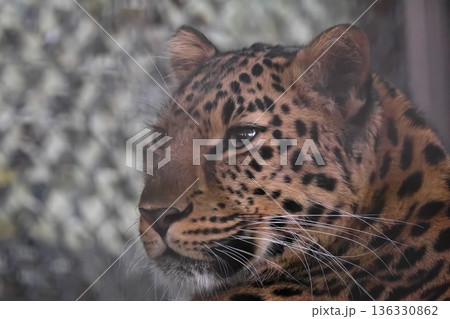 アムールヒョウ 136330862