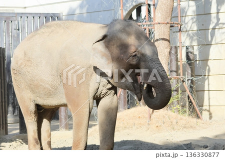 インドゾウ インドゾウ 136330877