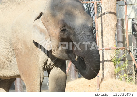 インドゾウ 136330878