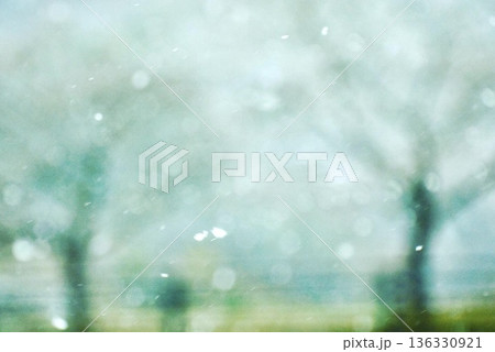 雪が強く降る夕日岬の桜の木がある撮影場 136330921