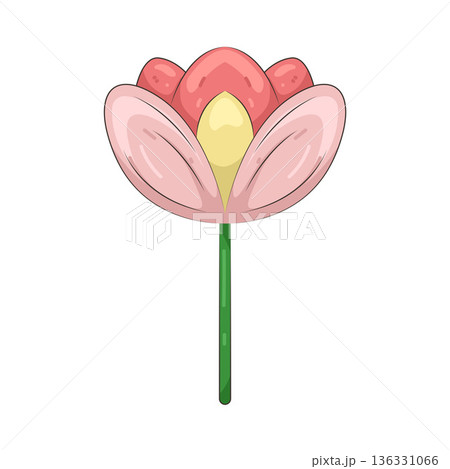 Illustration of tulip Illustration of tulip 136331066