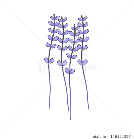 Illustration of lavender flower 136331097