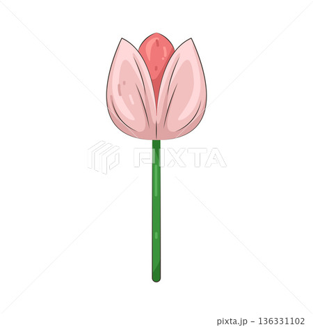 Illustration of tulip flower 136331102