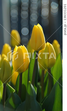 チューリップ6 136331201