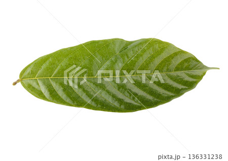 green cocoa leaf isolated on a white background green cocoa leaf isolated on a white background 136331238
