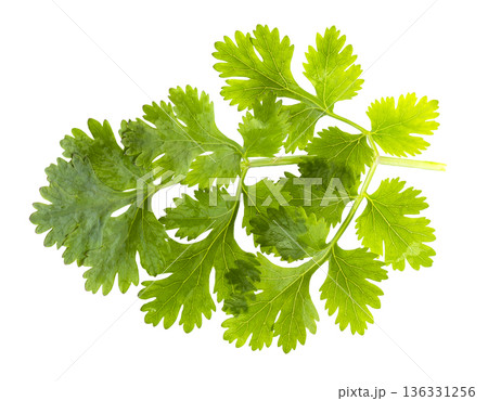 Coriander leaf isolated on a white background. 136331256