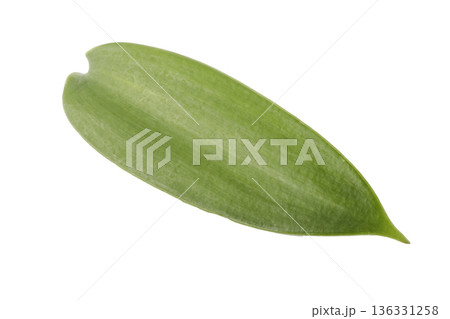 leaves of vanilla orchid plant isolated on a white background leaves of vanilla orchid plant isolated on a white background 136331258