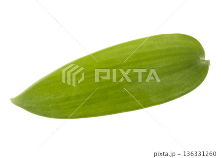 leaves of vanilla orchid plant isolated on a white background leaves of vanilla orchid plant isolated on a white background 136331260