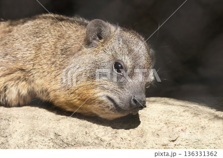 ケープハイラックス 136331362