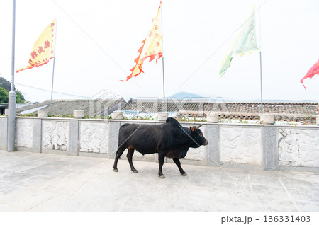 香港　塔門島の海と町並み 136331403