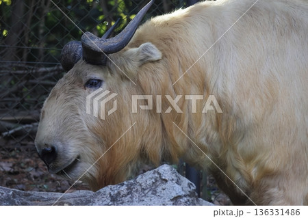 ゴールデンターキン ゴールデンターキン 136331486