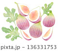 水彩風のフレッシュないちじくのイラスト 136331753