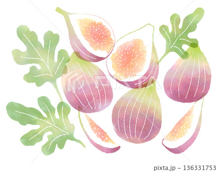 水彩風のフレッシュないちじくのイラスト 136331753