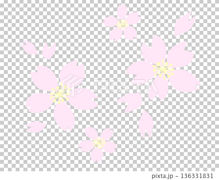 淡いピンクの桜の花と花びらのミニマルイラスト 淡いピンクの桜の花と花びらのミニマルイラスト 136331831